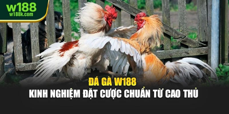 Đá Gà W188 – Kinh Nghiệm Đặt Cược Chuẩn Từ Cao Thủ