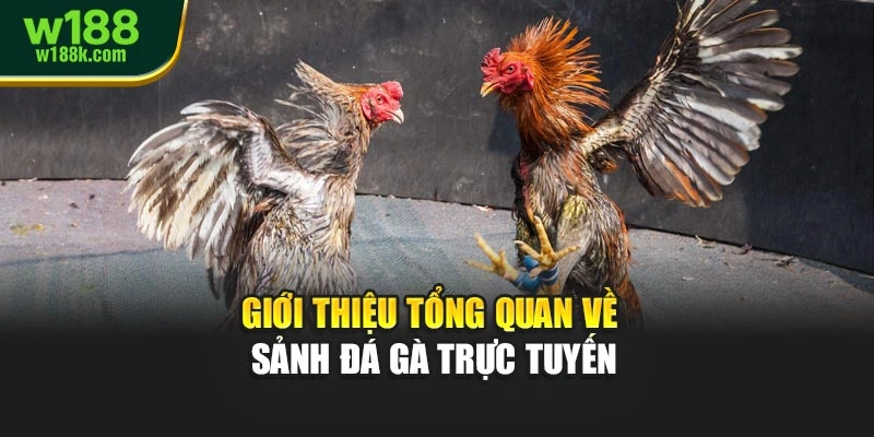 Giới thiệu tổng quan về sảnh đá gà trực tuyến