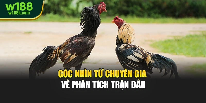 Góc nhìn từ chuyên gia về phân tích trận đấu