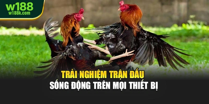 Trải nghiệm trận đấu sống động trên mọi thiết bị